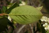 × Sorbaronia mitschurinii. Лист (нижняя сторона). Новгородская обл., Боровичский р-н, лес западнее г. Боровичи, вырубка. 31.05.2015.