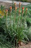 Kniphofia uvaria