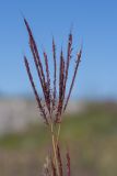 Bothriochloa ischaemum. Соцветия. Черногория, г. Цетине (Cetinje), комплекс мавзолея митрополита Данило, выкашиваемый газон. 10.10.2014.