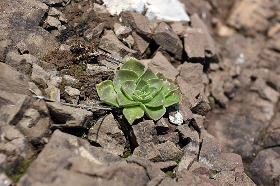 Изображение особи Rosularia glabra.