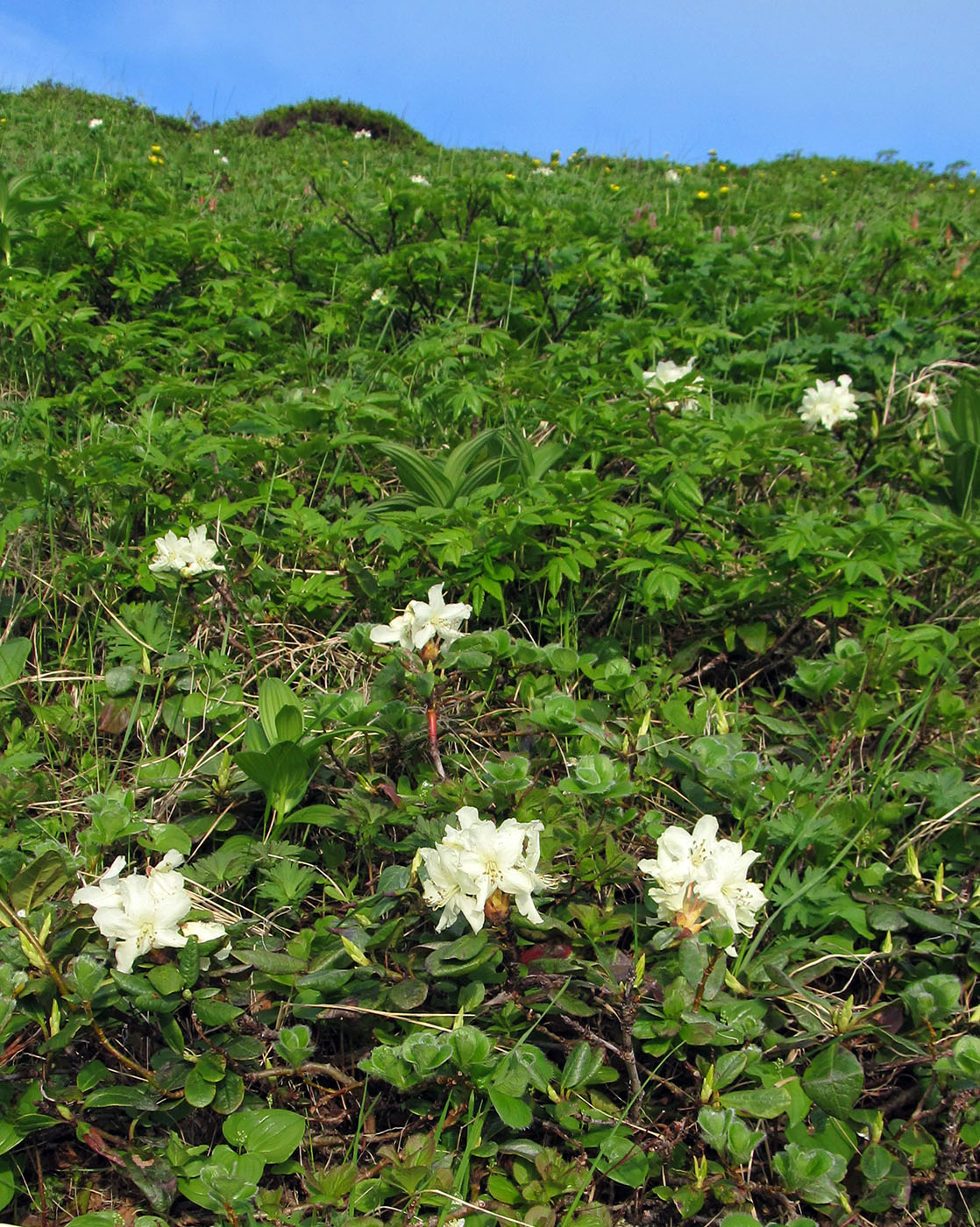 Изображение особи Rhododendron aureum.