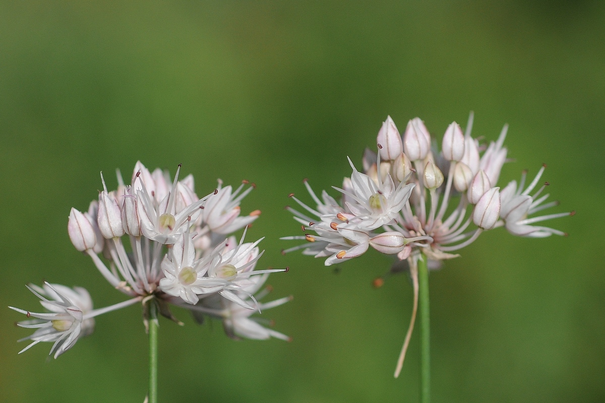 Изображение особи Allium saxatile.