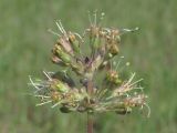 Silene hellmannii. Верхушка соцветия. Крым, Сакский р-н, нарушенная степь в окр. с. Карьерное. 13 мая 2015 г.