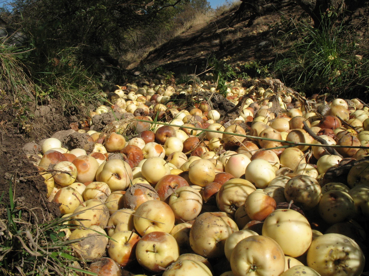 Image of Malus sieversii specimen.