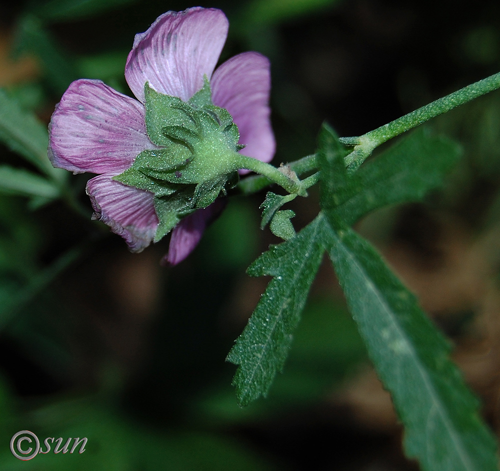 Image of Althaea narbonensis specimen.