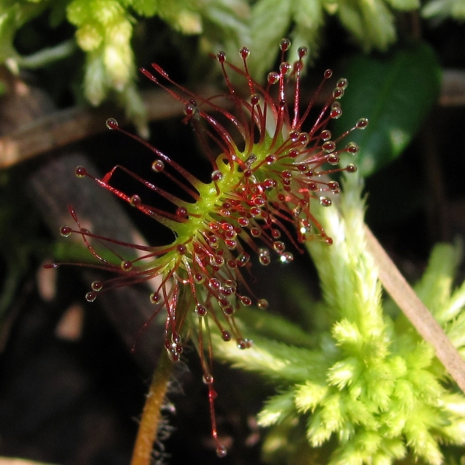 Изображение особи Drosera rotundifolia.