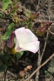 Calystegia macrostegia