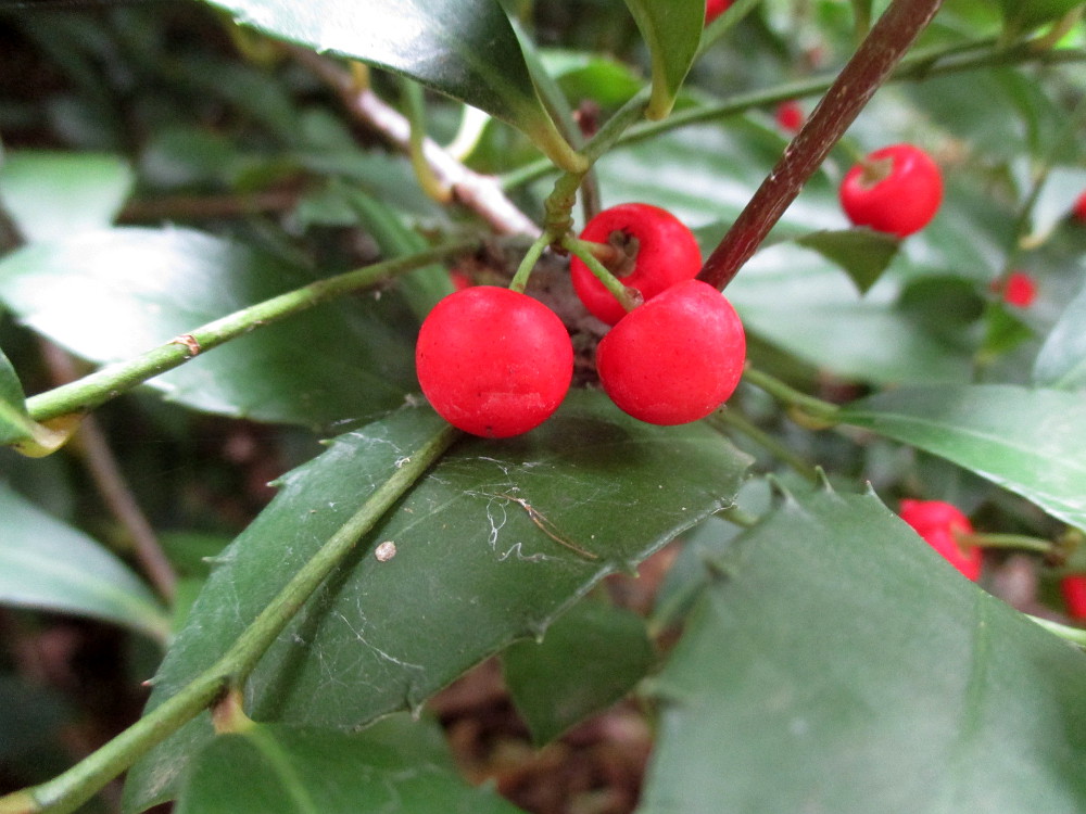 Image of Ardisia cornudentata specimen.