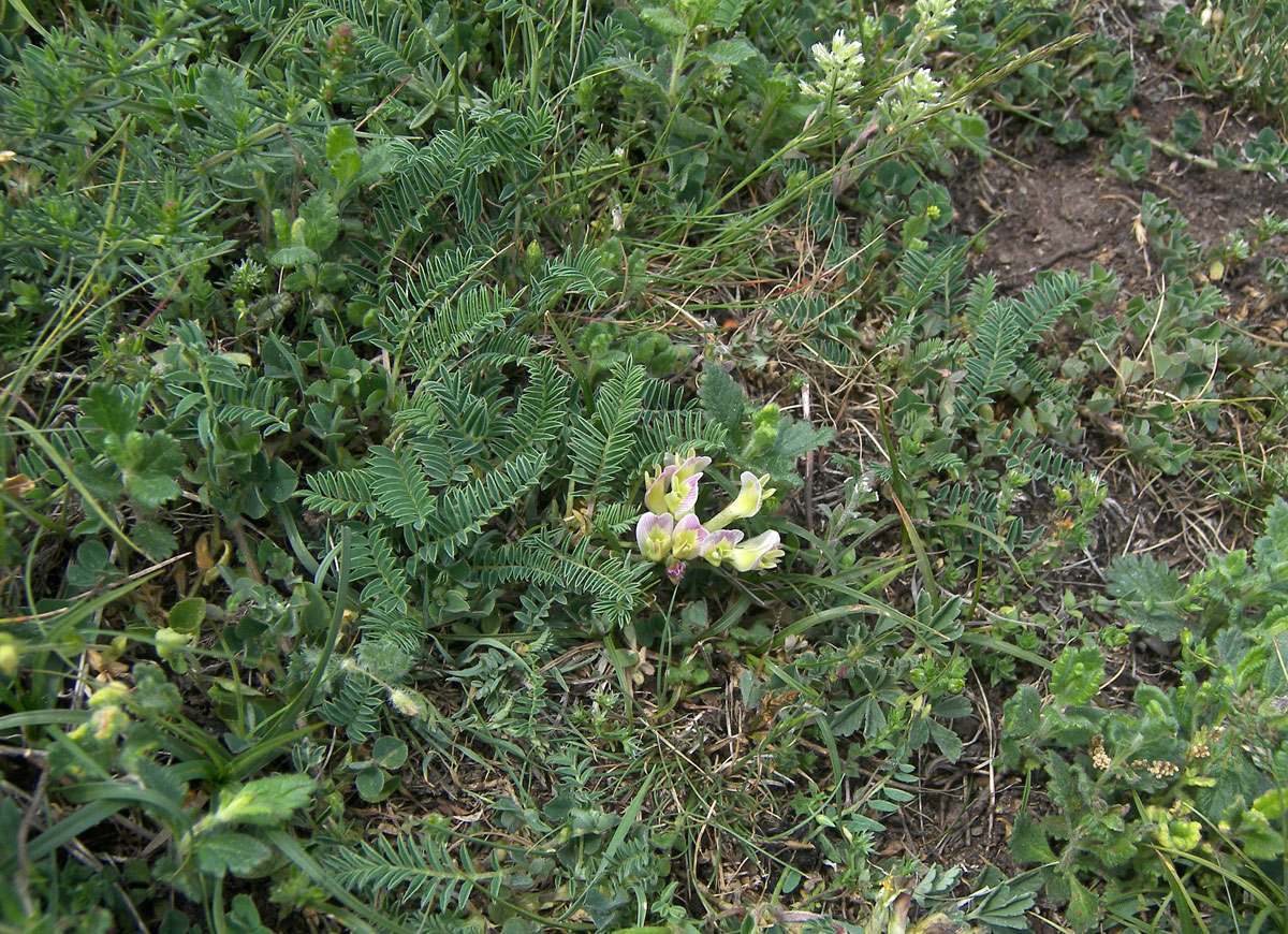 Image of Astragalus resupinatus specimen.