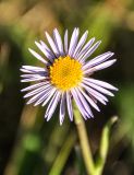 Aster alpinus. Соцветие. Республика Бурятия, Северобайкальский р-н, берег оз. Байкал. 06.07.2015.
