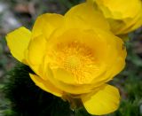 Adonis vernalis