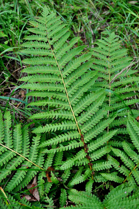 Image of Osmundastrum asiaticum specimen.