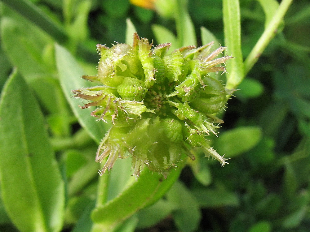 Image of Calendula arvensis specimen.