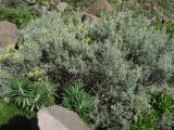 Genista microphylla. Цветущее растение. Испания, Канарские о-ва, Гран Канария, муниципалитет Agüimes, ущелье Barranco de Guayadeque, сообщество термофильных кустарников. 26 февраля 2010 г.