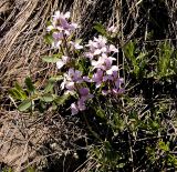 Dendroarabis fruticulosa. Цветущее растение. Казахстан, Восточно-Казахстанская обл., Южный Алтай, долина р. Кальджир, верховое плато. Начало мая 2013 г.