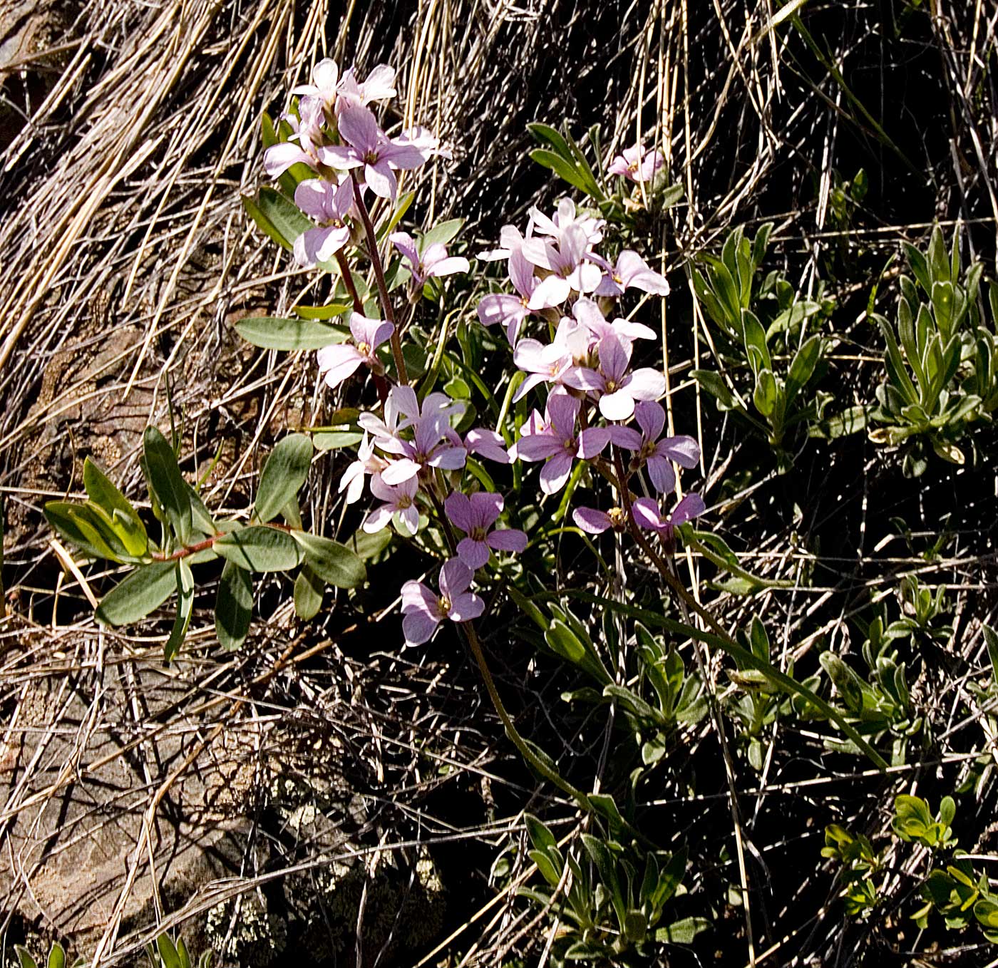 Изображение особи Dendroarabis fruticulosa.