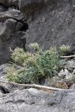 Onosma irritans. Плодоносящее растение. Южный Казахстан, горы Алатау (Даубаба), левый гребень ущелья Улькен-Сарымсаксай, ~1650 м н.у.м. 04.07.2014.