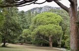 Pinus pinea. Взрослое дерево. Крым, Алупка, Воронцовский парк. 25.09.2012.