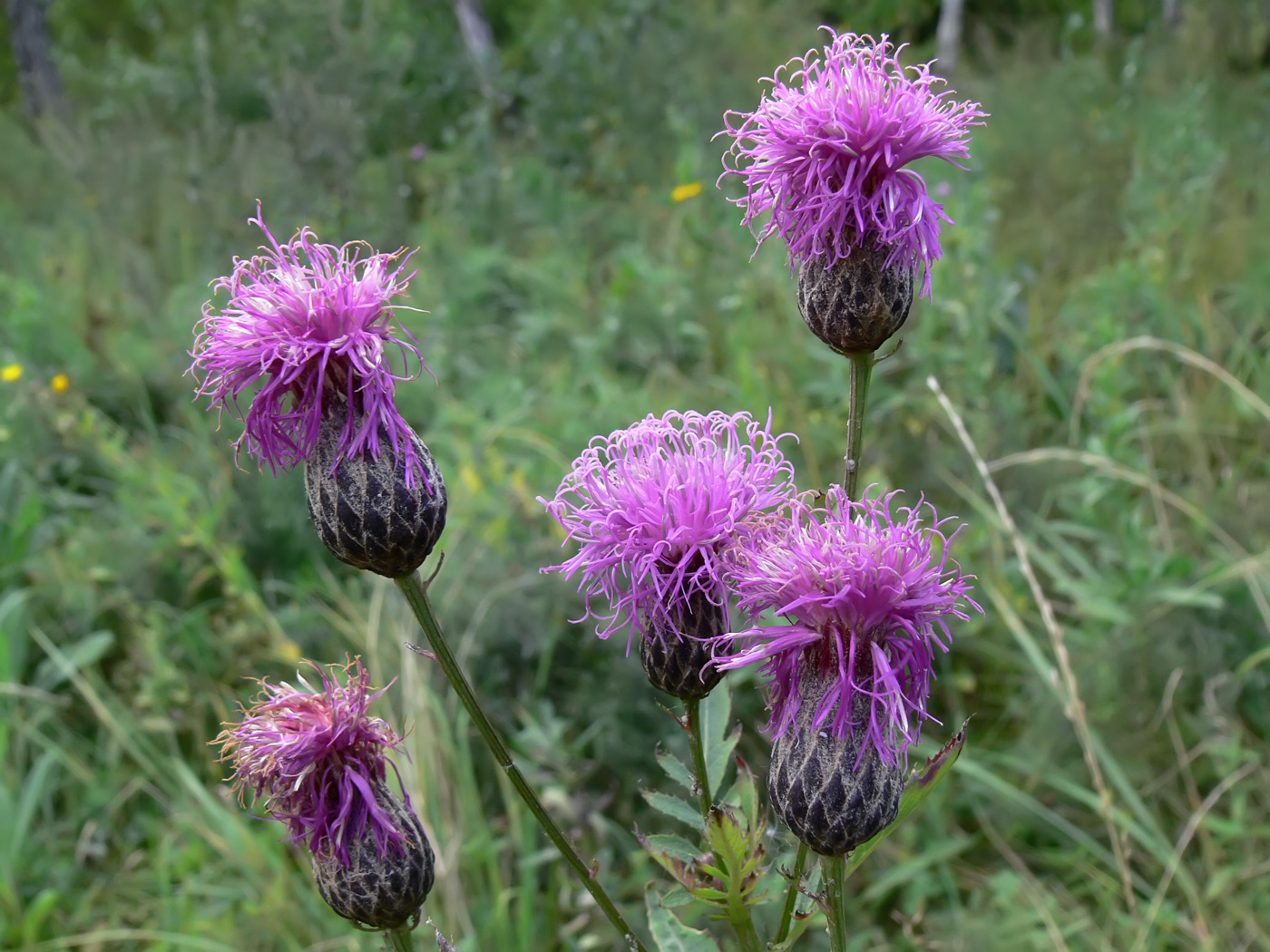 Изображение особи Serratula coronata.