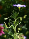 Convolvulus tricolor. Верхушка цветущего растения. Восточно-Казахстанская обл., Усть-Каменогорск, в культуре. 27.08.2009.