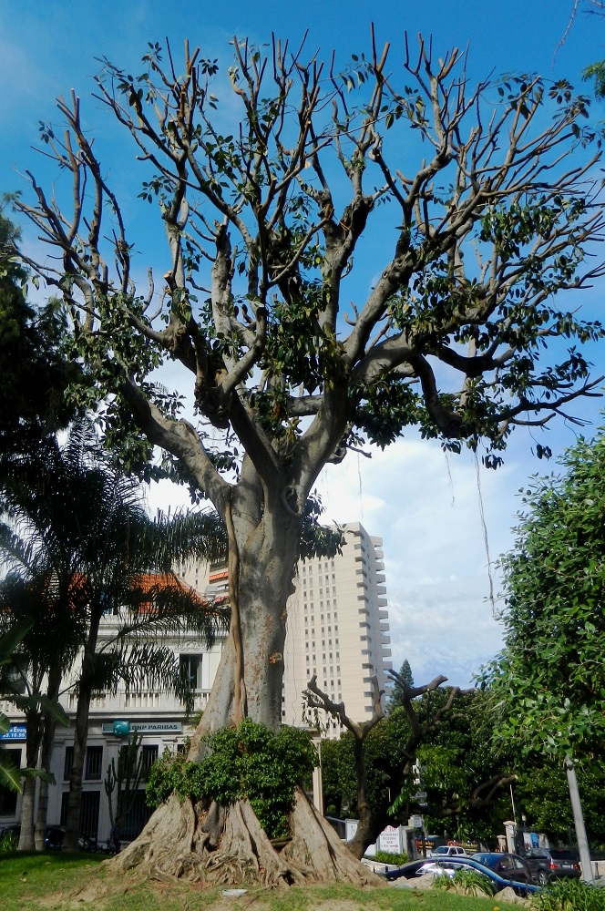 Image of Ficus macrophylla specimen.