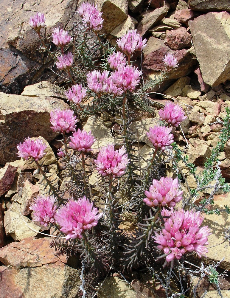 Изображение особи Pseudosedum lievenii.