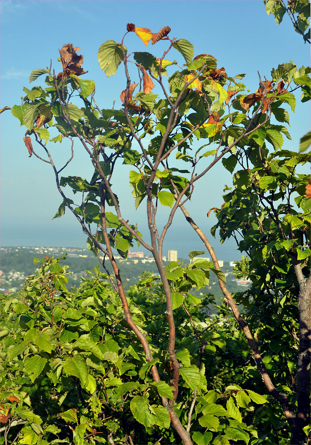 Image of Sorbus alnifolia specimen.