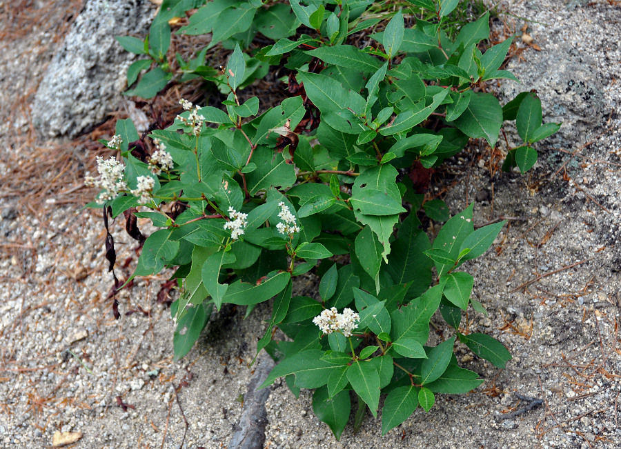 Image of Aconogonon jurii specimen.