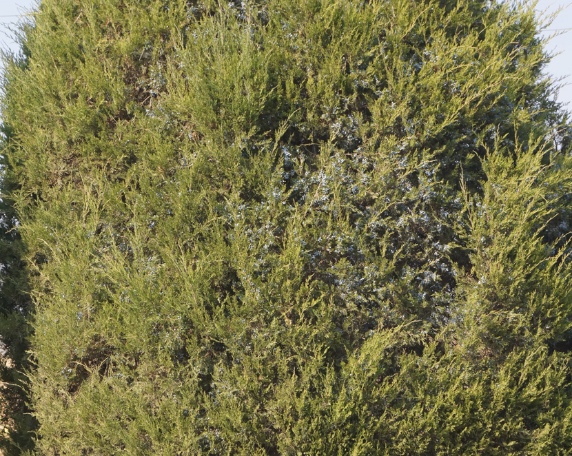 Image of Juniperus virginiana specimen.