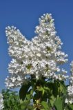 Syringa vulgaris