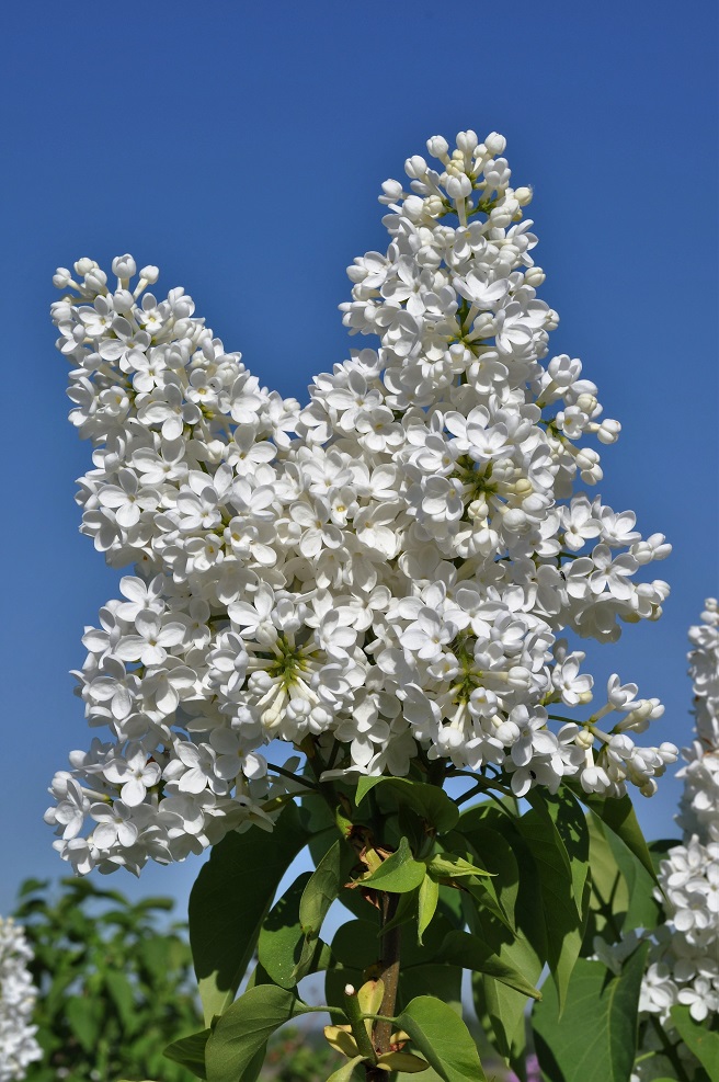 Image of Syringa vulgaris specimen.
