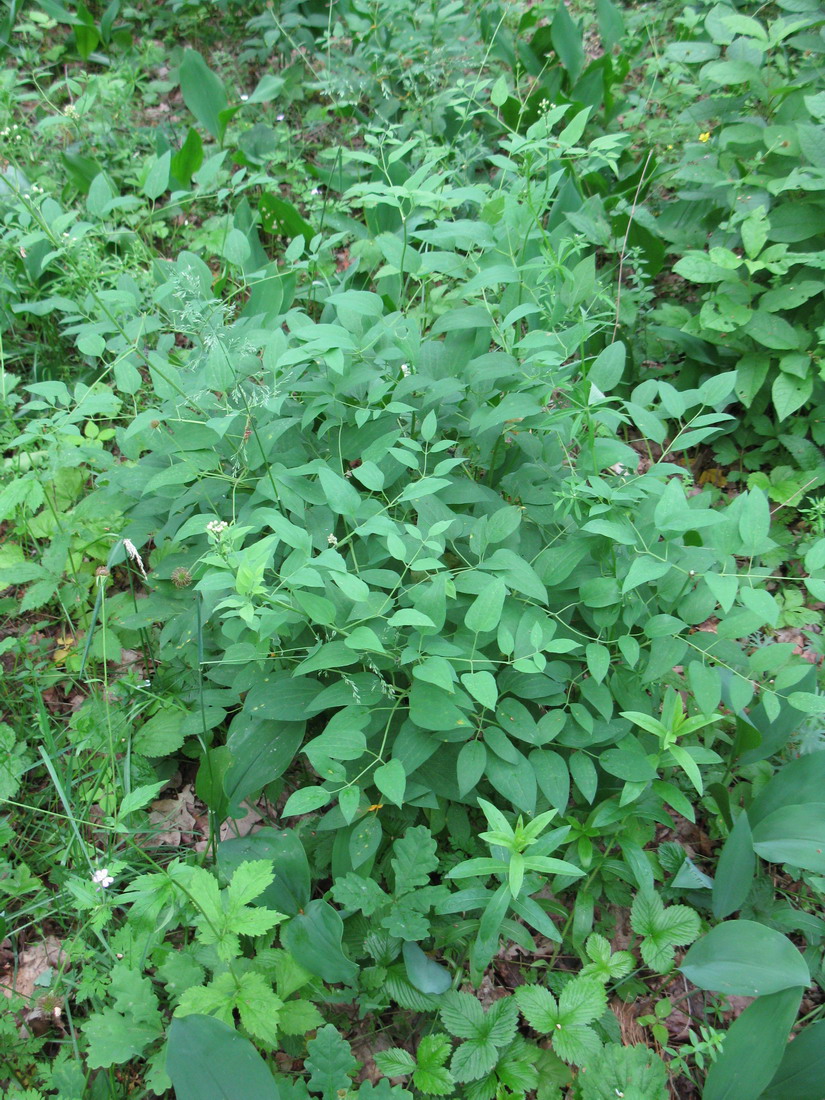 Image of Clematis recta specimen.