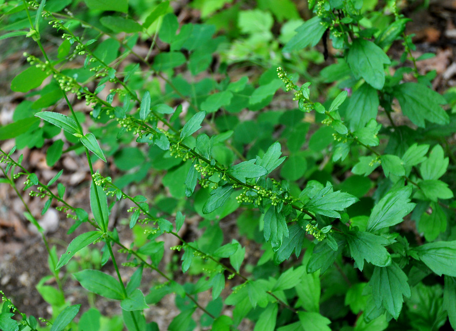 Image of Artemisia keiskeana specimen.