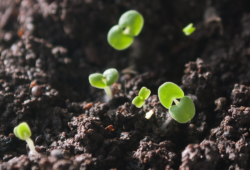 Изображение особи Nepeta cataria.