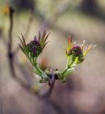 Sambucus sibirica. Верхушка ветви с нераспустившимися соцветиями. Пермский край, г. Пермь, Кировский р-н, в подлеске соснового бора (парк). 23.04.2016.