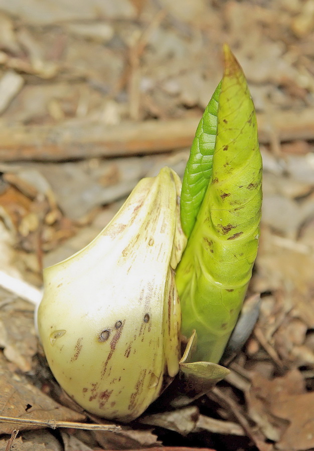 Image of Symplocarpus egorovii specimen.