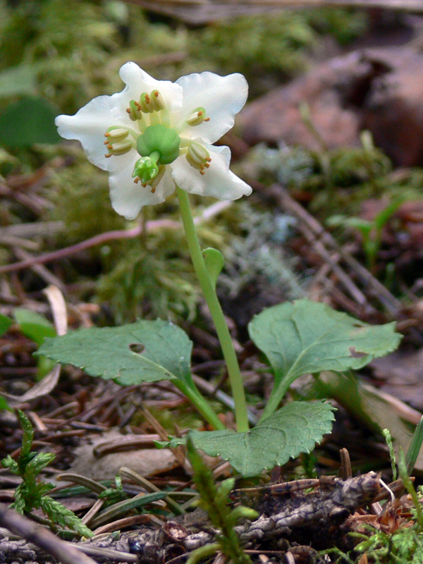 Image of Moneses uniflora specimen.