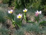 Tulipa saxatilis подвид bakeri. Цветущие растения. США, г. Чикаго, Чикагский ботанический сад. 04.05.2008.