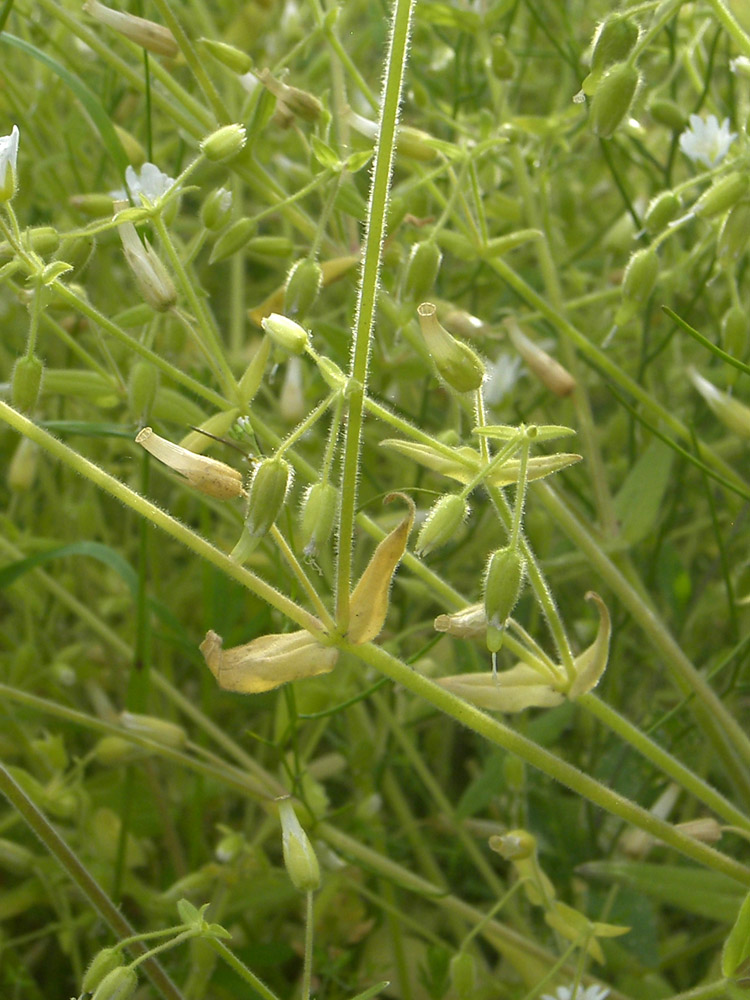 Image of Cerastium nemorale specimen.