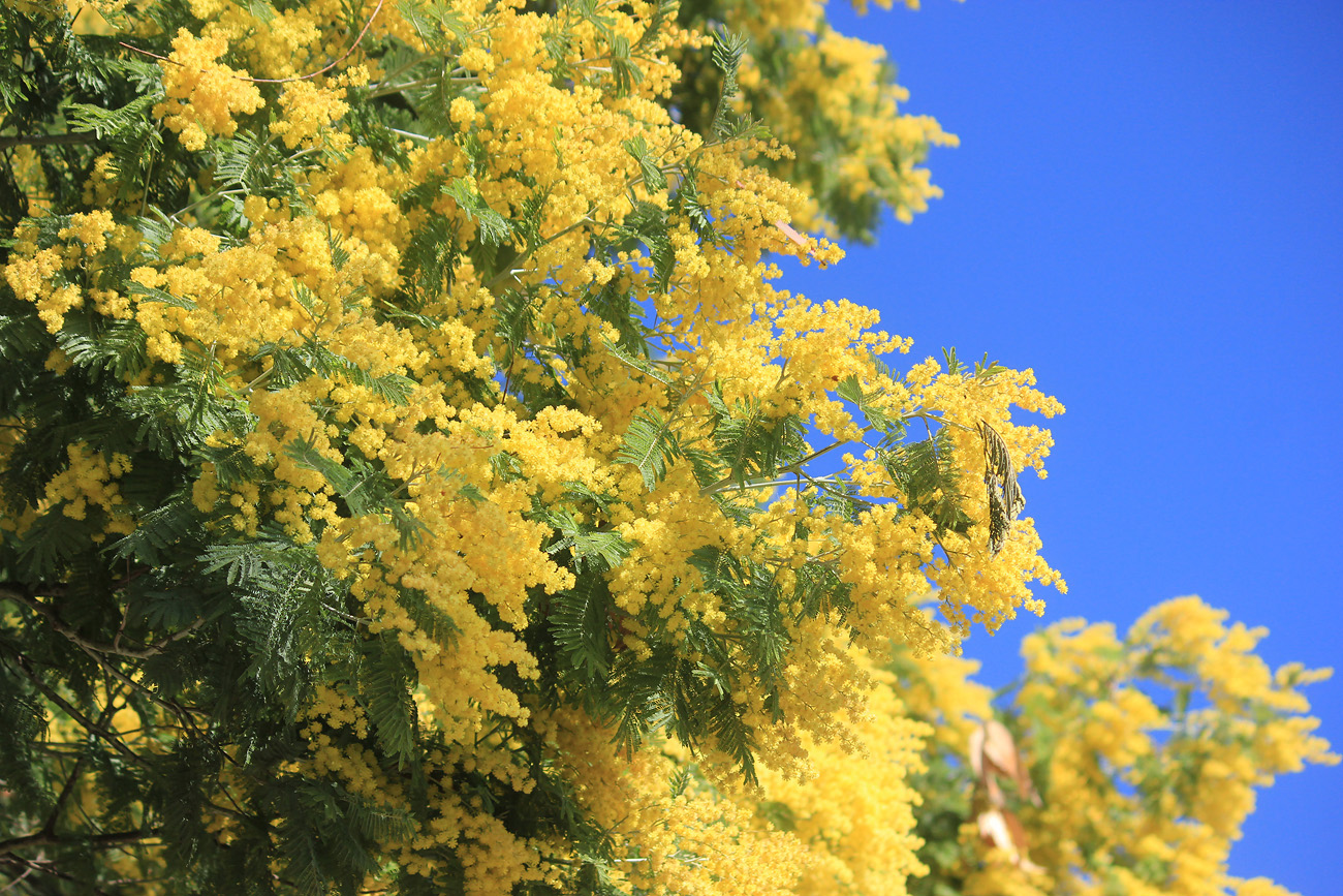 Изображение особи Acacia dealbata.