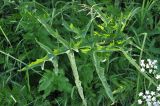 Heracleum sibiricum