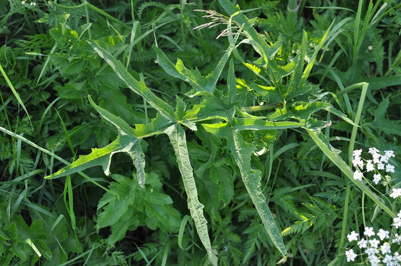 Изображение особи Heracleum sibiricum.