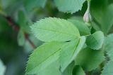 Rosa cinnamomea. Лист. Татарстан, Нижнекамский р-н, окр. дер. Благодатная, лесостепной участок с чередованием степи и перелесков с преобладанием дуба, среди древостоя. 29 мая 2016 г.