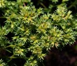 Scleranthus annuus. Верхушки цветущих побегов. Московская обл., Раменский р-н, окр. ж.-д. платформы Хрипань, смешанный лес у ЛЭП. 13.06.2016.