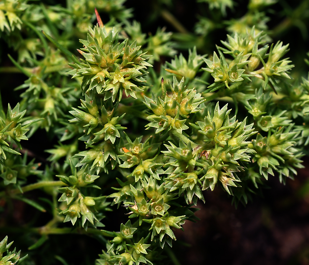 Image of Scleranthus annuus specimen.