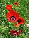 Papaver pavoninum