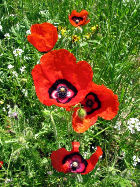 Image of Papaver pavoninum specimen.