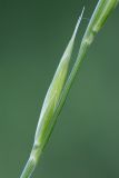 Brachypodium pinnatum. Часть соцветия. Татарстан, Нижнекамский р-н, окр. дер. Благодатная, лесостепной участок с чередованием степи и перелесков с преобладанием дуба, среди древостоя. 5 июня 2016 г.