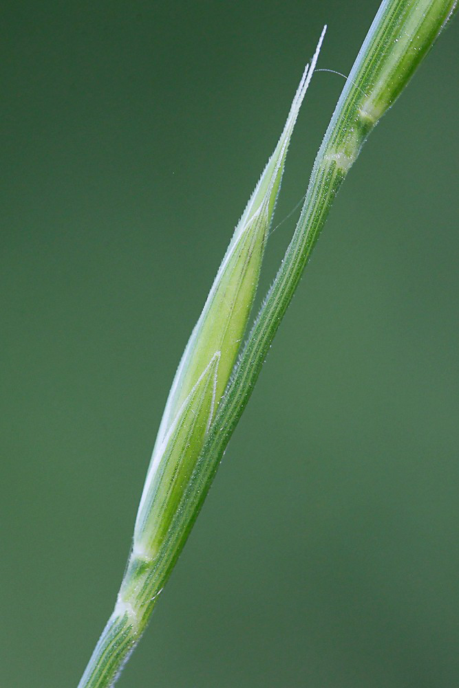 Image of Brachypodium pinnatum specimen.