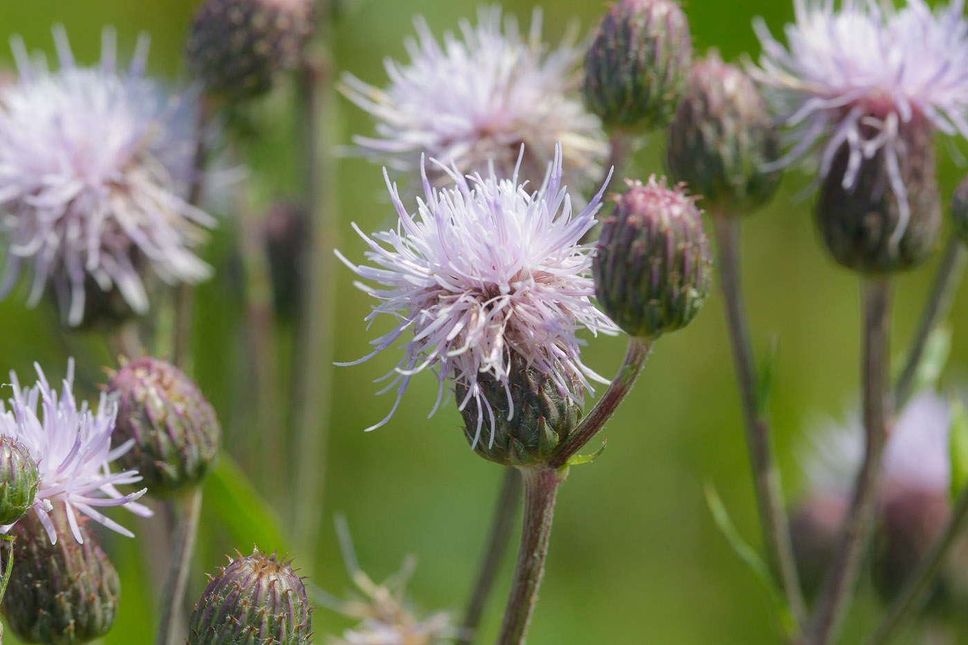 Изображение особи Cirsium setosum.